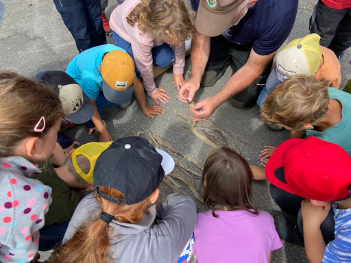 Einheimische Schlangen